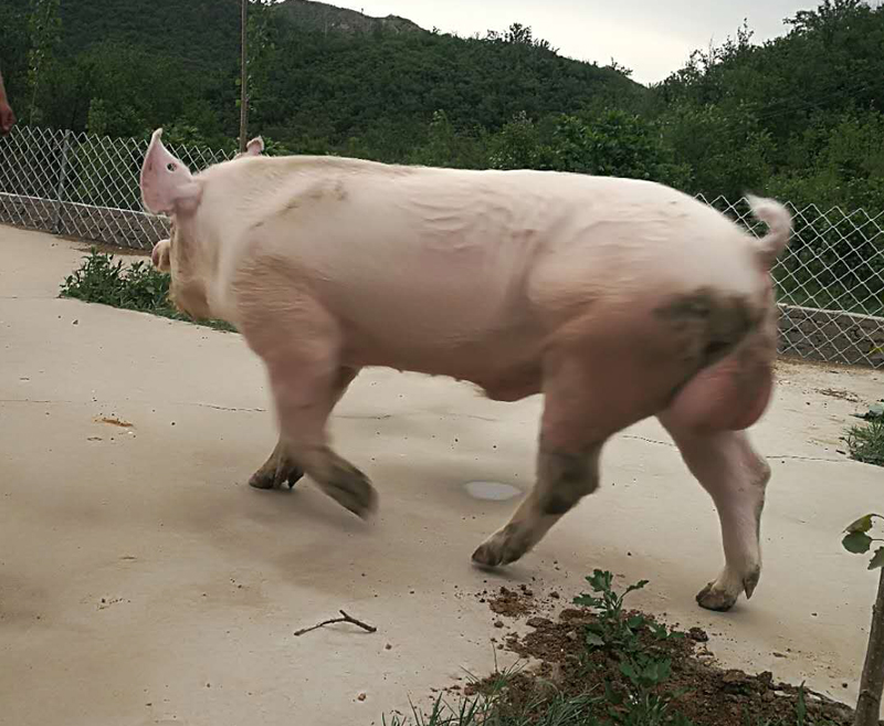 丹系大白种猪